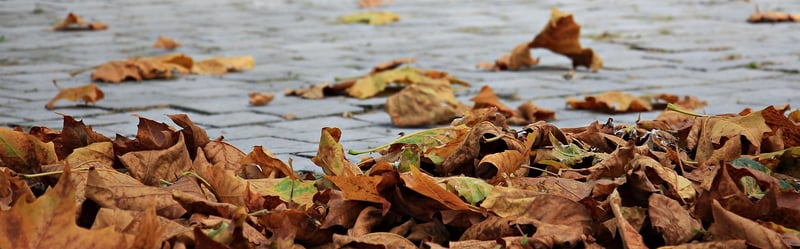 Autumn nature walk